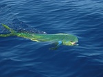 Mahi-mahi on the surface